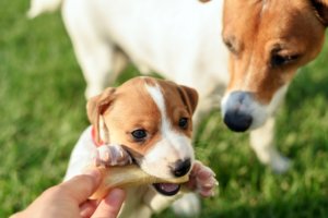 Kŕmenie mladých psov: ako šteňatám dávkovať mokré krmivo?